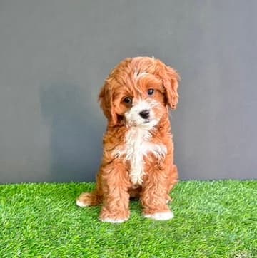 Cavapoos