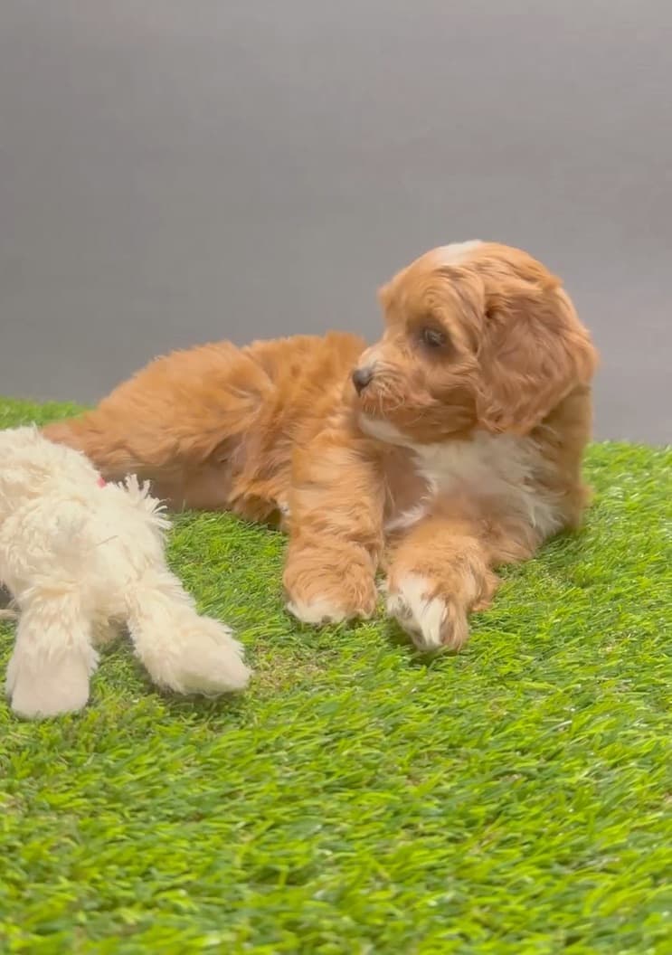 Malti-poos