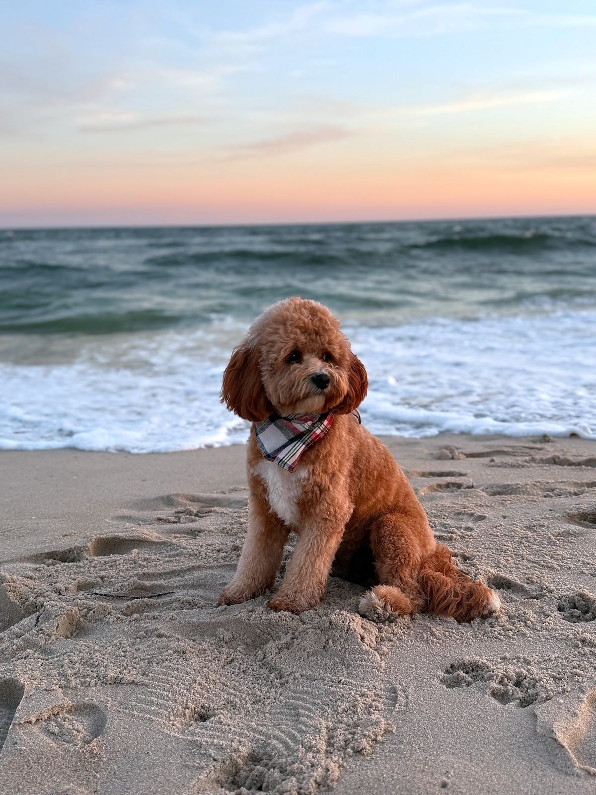 A red Cavapoo puppy sitting on the sand at the beach with ocean waves at sunset