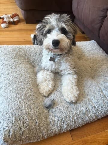 A grown merle Bernedoodle relaxing on its bed at home