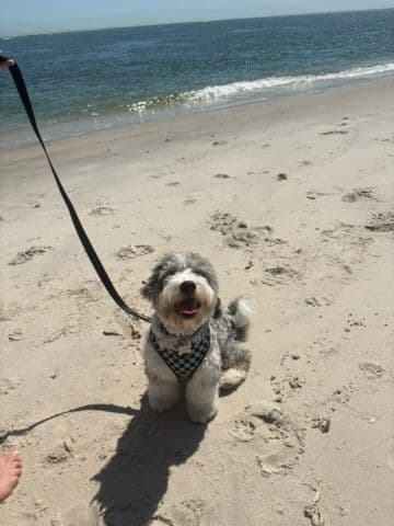 A merle doodle smiling on a leash at the beach