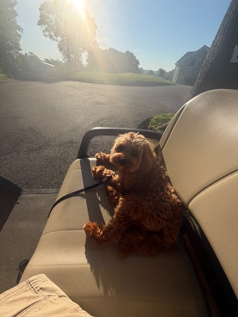 A red doodle relaxing on a golf cart seat in the evening sun