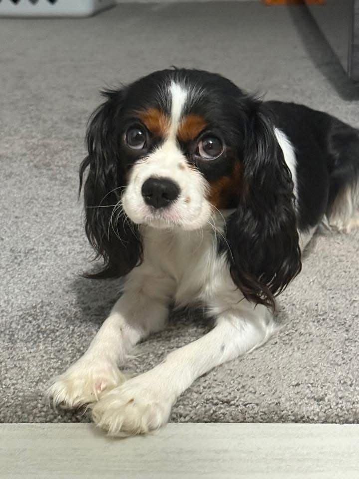 A tricolor Cavalier King Charles puppy resting at home